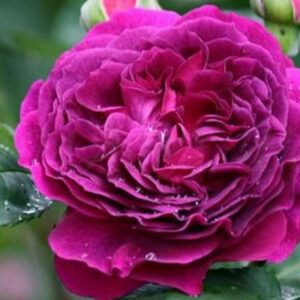 Purple Lodge plikomis šaknimis