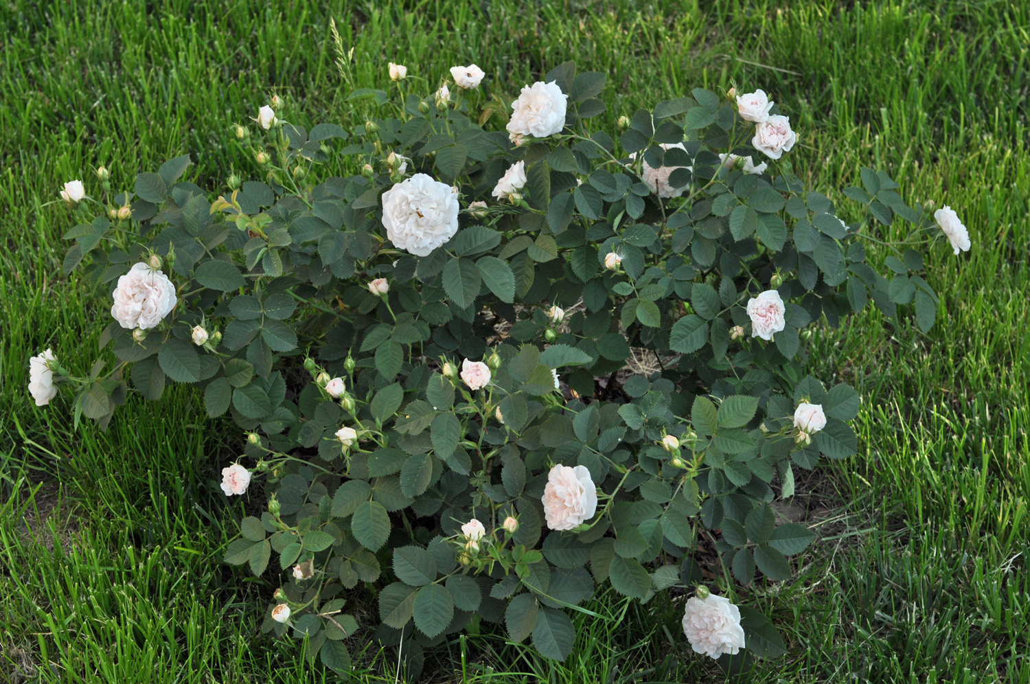 Rosa alba Maxima plikomis šaknimis - Image 2