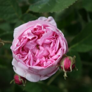 Cabbage Rose (Rosa centifolia) plikomis šaknimis