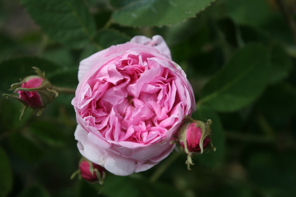 Cabbage Rose (Rosa centifolia) plikomis šaknimis