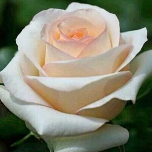 Sally Kane plikomis šaknimis