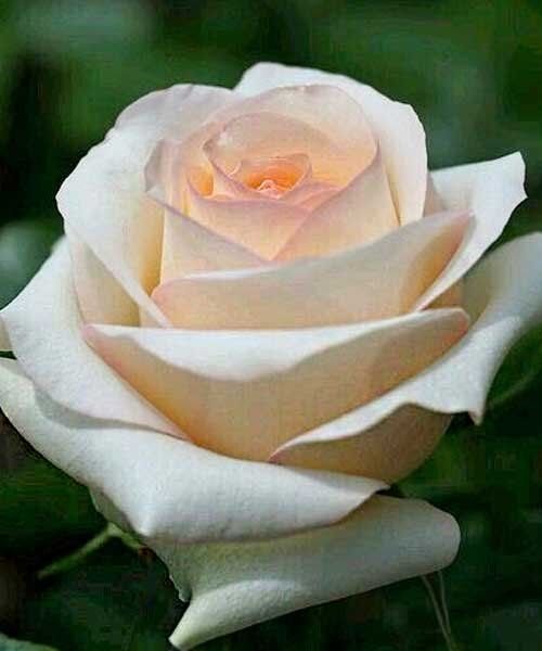 Sally Kane plikomis šaknimis