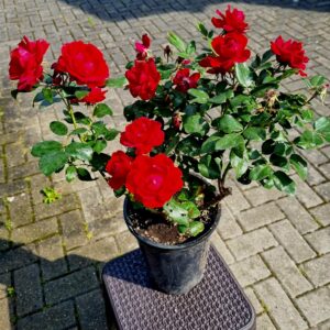 Rožės vazonuose