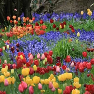 Svogūninės gėlės