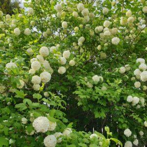 Kiti augalai ir krūmai