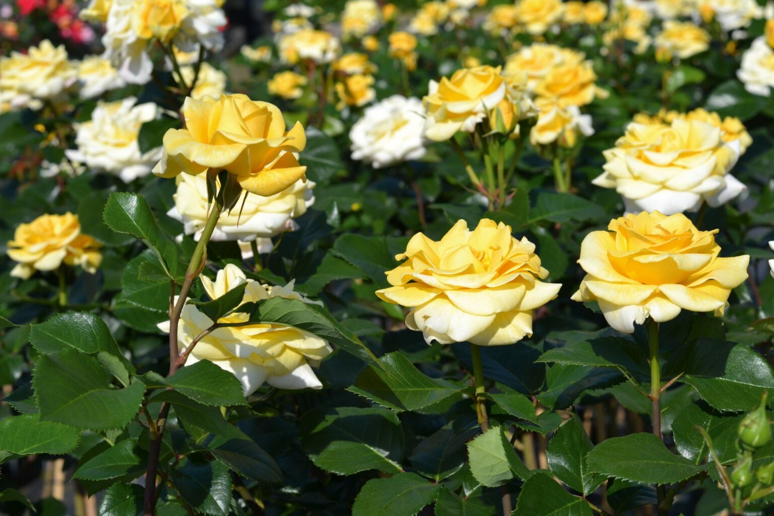 Cassini plikomis šaknimis - Image 3