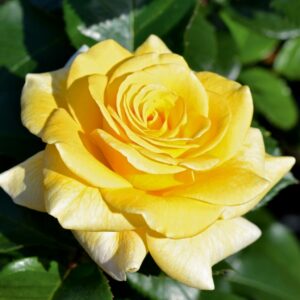 Cassini plikomis šaknimis