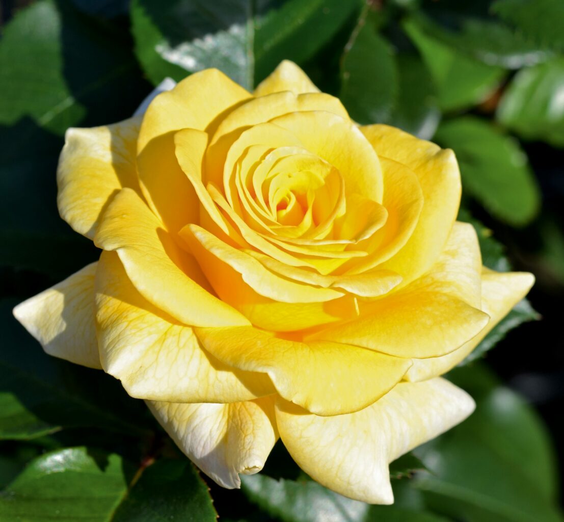 Cassini plikomis šaknimis