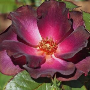 Corka Drakuli/Dracula's Daughter  plikomis šaknimis