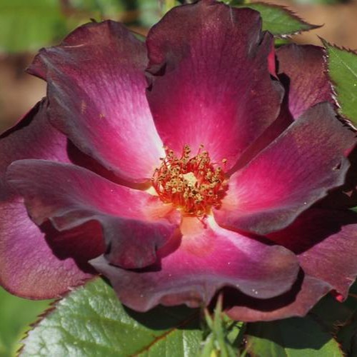 Corka Drakuli/Dracula's Daughter plikomis šaknimis