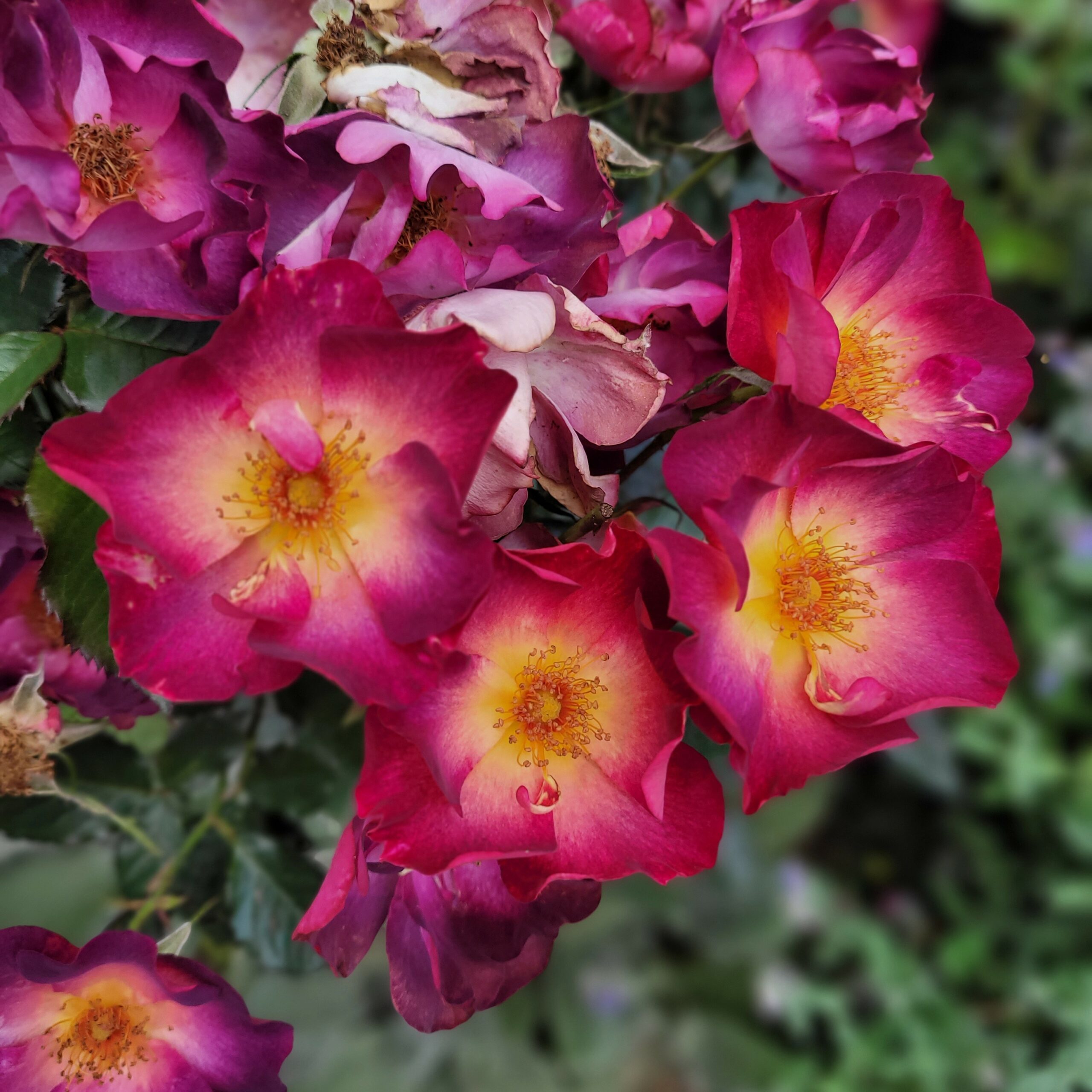 Corka Drakuli/Dracula's Daughter plikomis šaknimis - Image 2