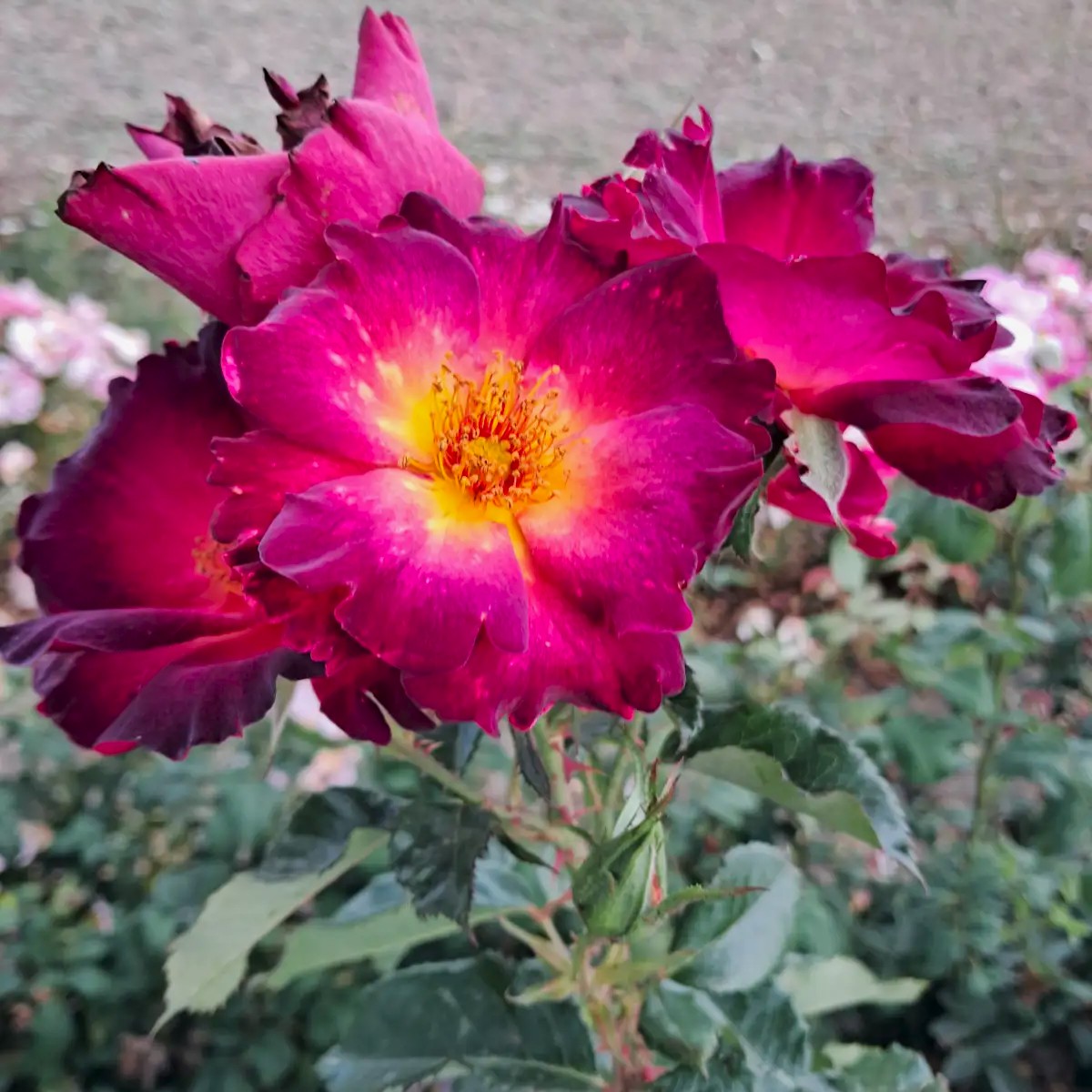 Corka Drakuli/Dracula's Daughter plikomis šaknimis - Image 3