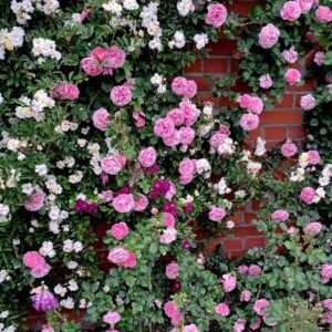 Kaja-Dorota plikomis šaknimis