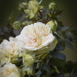 Shrek plikomis šaknimis