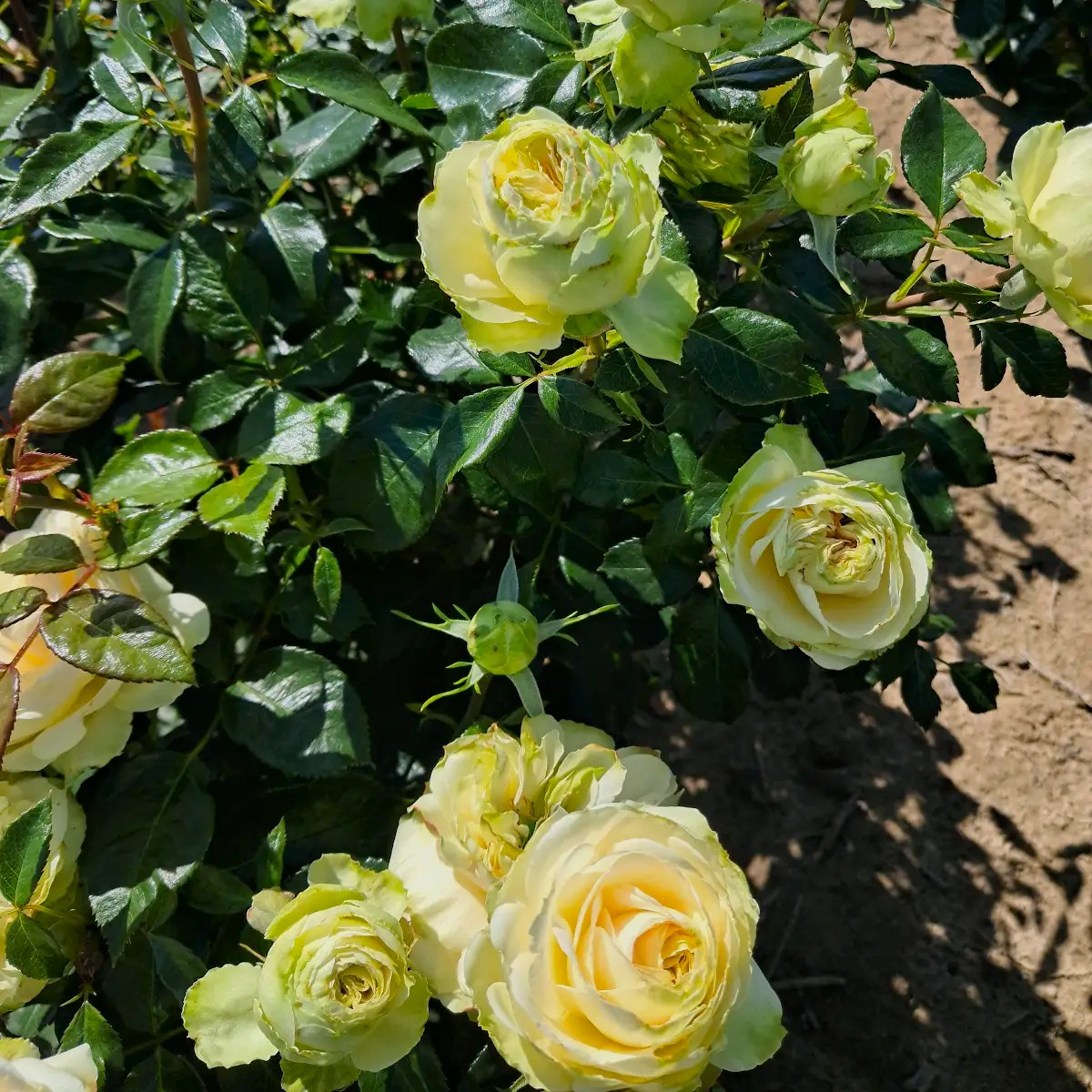 Shrek plikomis šaknimis - Image 2