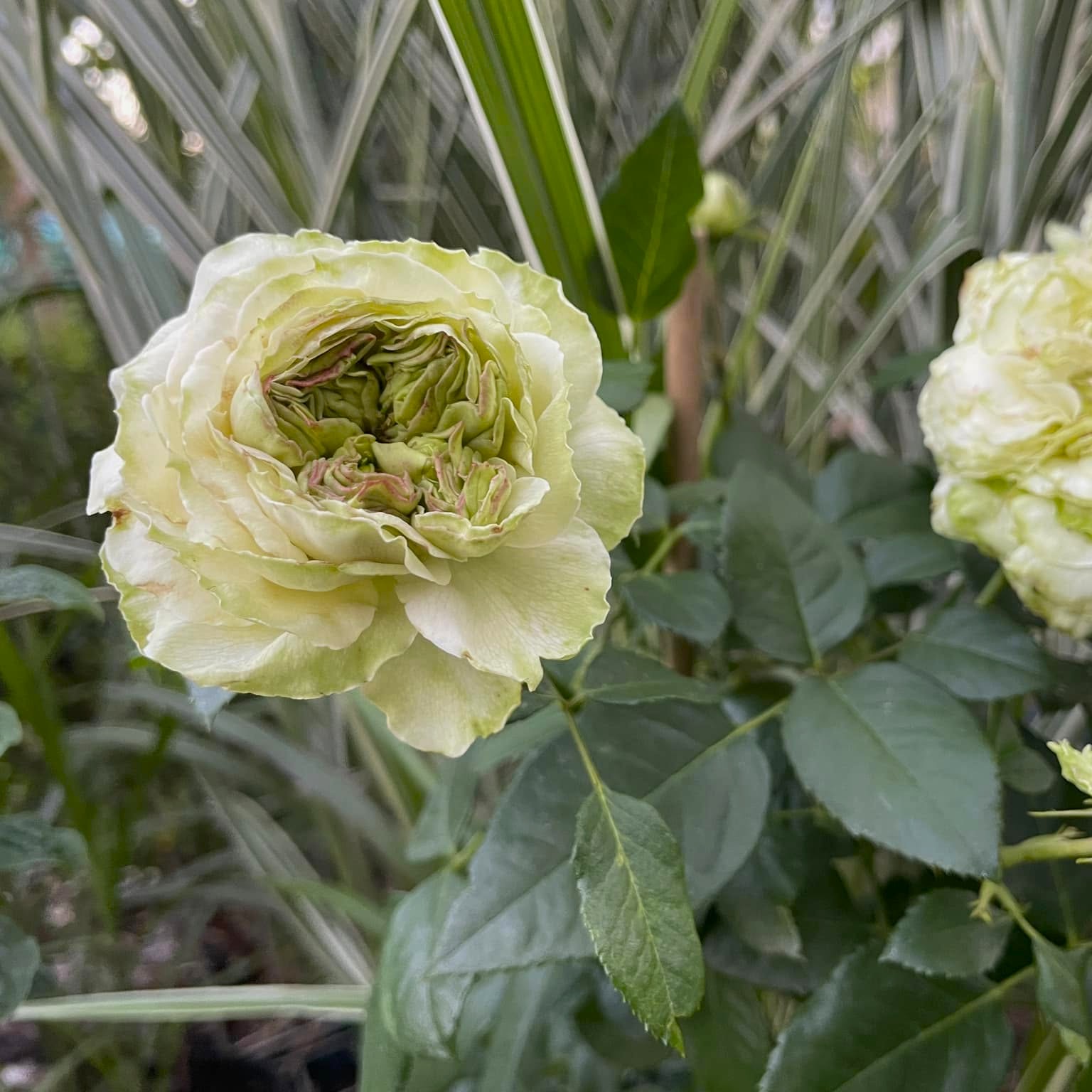 Shrek plikomis šaknimis - Image 3