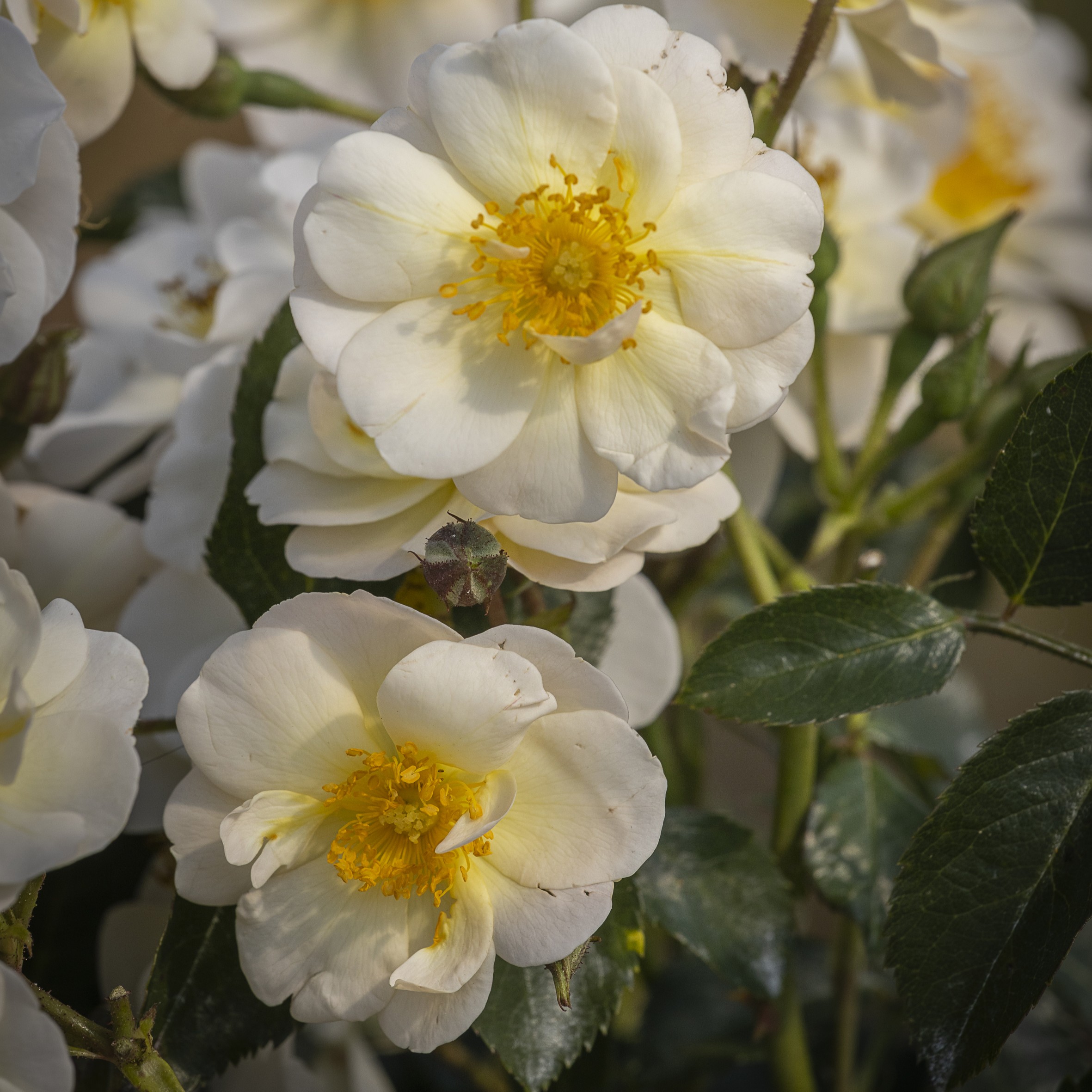 Victoria 1920 plikomis šaknimis - Image 2