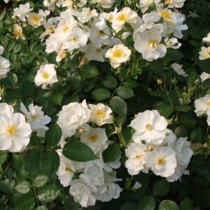 Victoria 1920 plikomis šaknimis