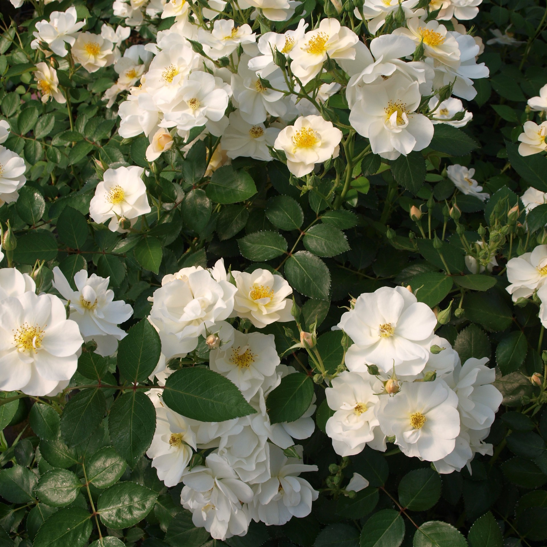 Victoria 1920 plikomis šaknimis