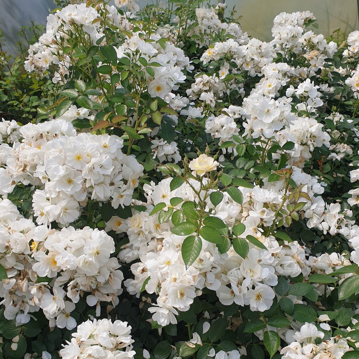 Victoria 1920 plikomis šaknimis - Image 3