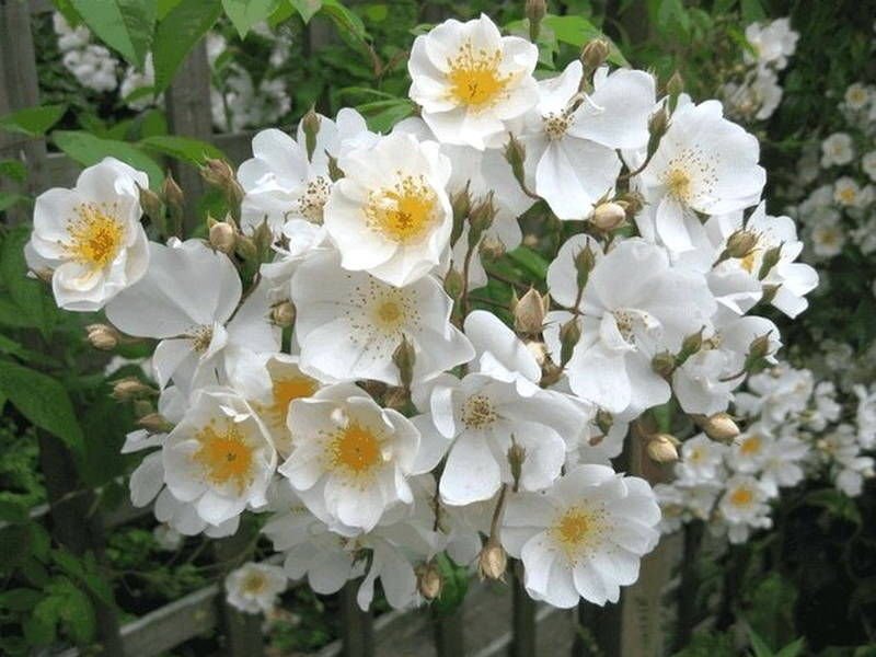 Bobbie James plikomis šaknimis - Image 2