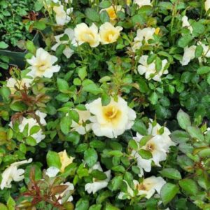 Cesarski Parasol  plikomis šaknimis