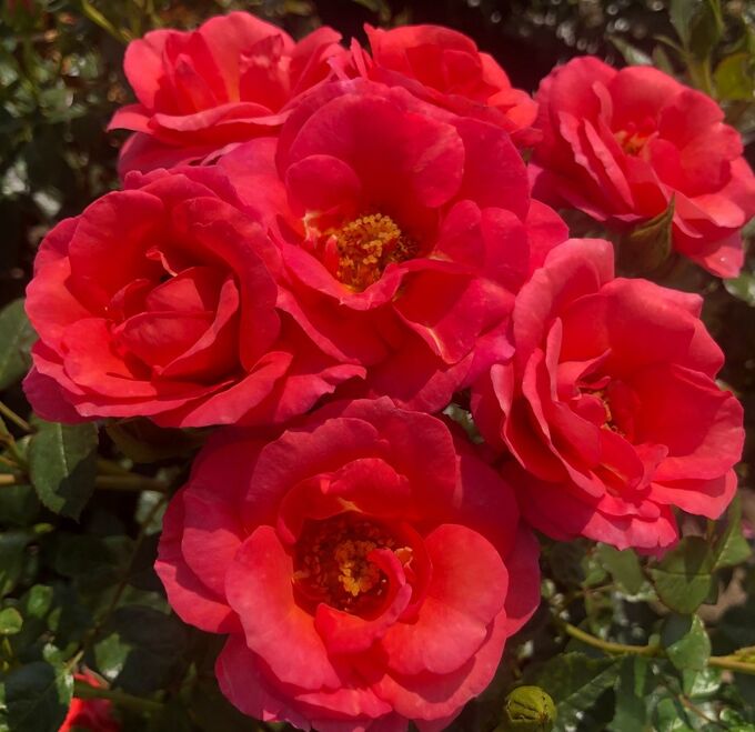 Flamingo plikomis šaknimis