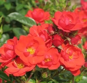 Kesse Lippe plikomis šaknimis