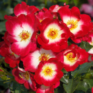 Loki plikomis šaknimis