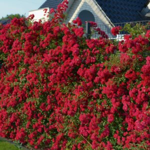 Momo plikomis šaknimis