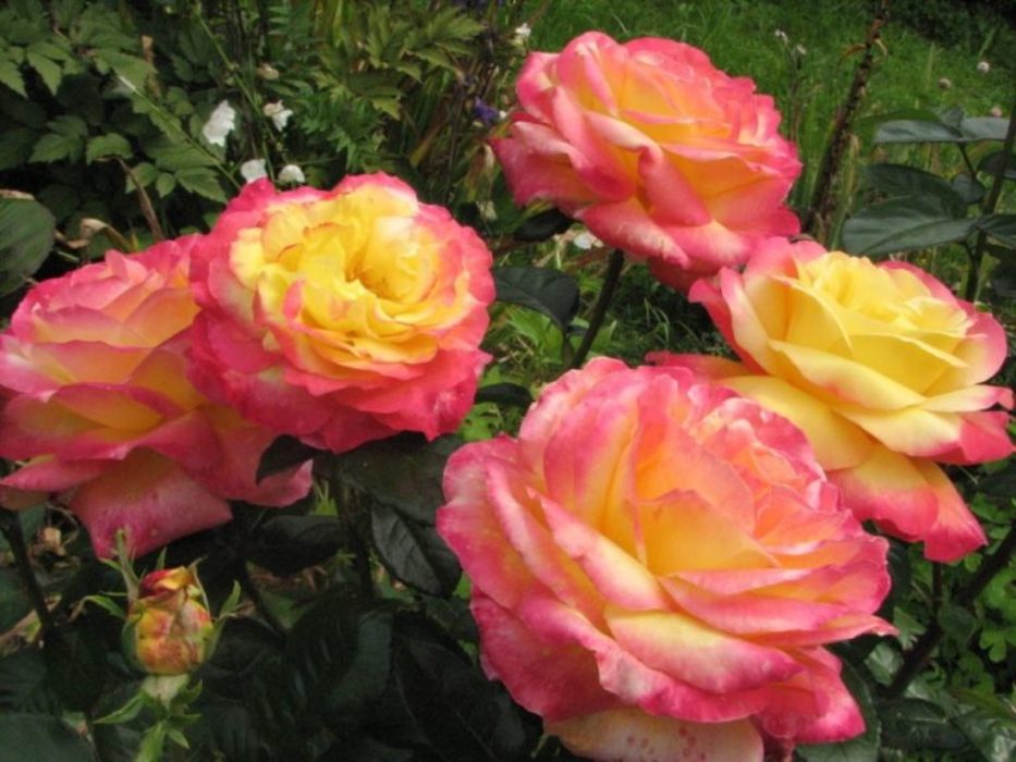 Oriental Peace plikomis šaknimis