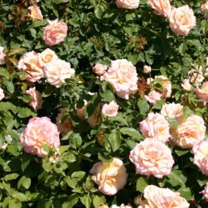 Stambiažiedės rožės