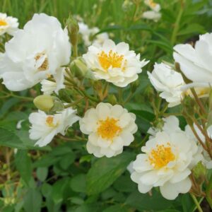 Wodogrzmoty/Waterfall Mist plikomis šaknimis