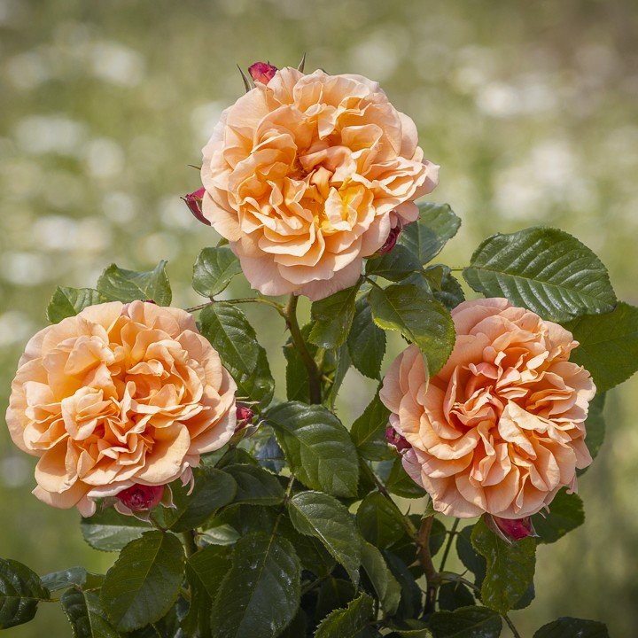 Misiu Pysiu plikomis šaknimis - Image 2