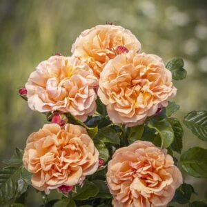 Misiu Pysiu plikomis šaknimis