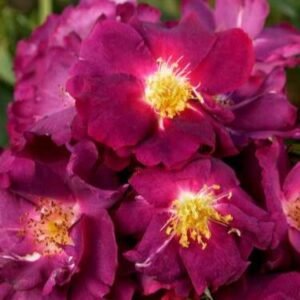 Drakula plikomis šaknimis