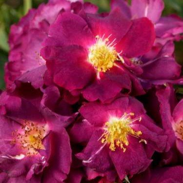 Drakula plikomis šaknimis