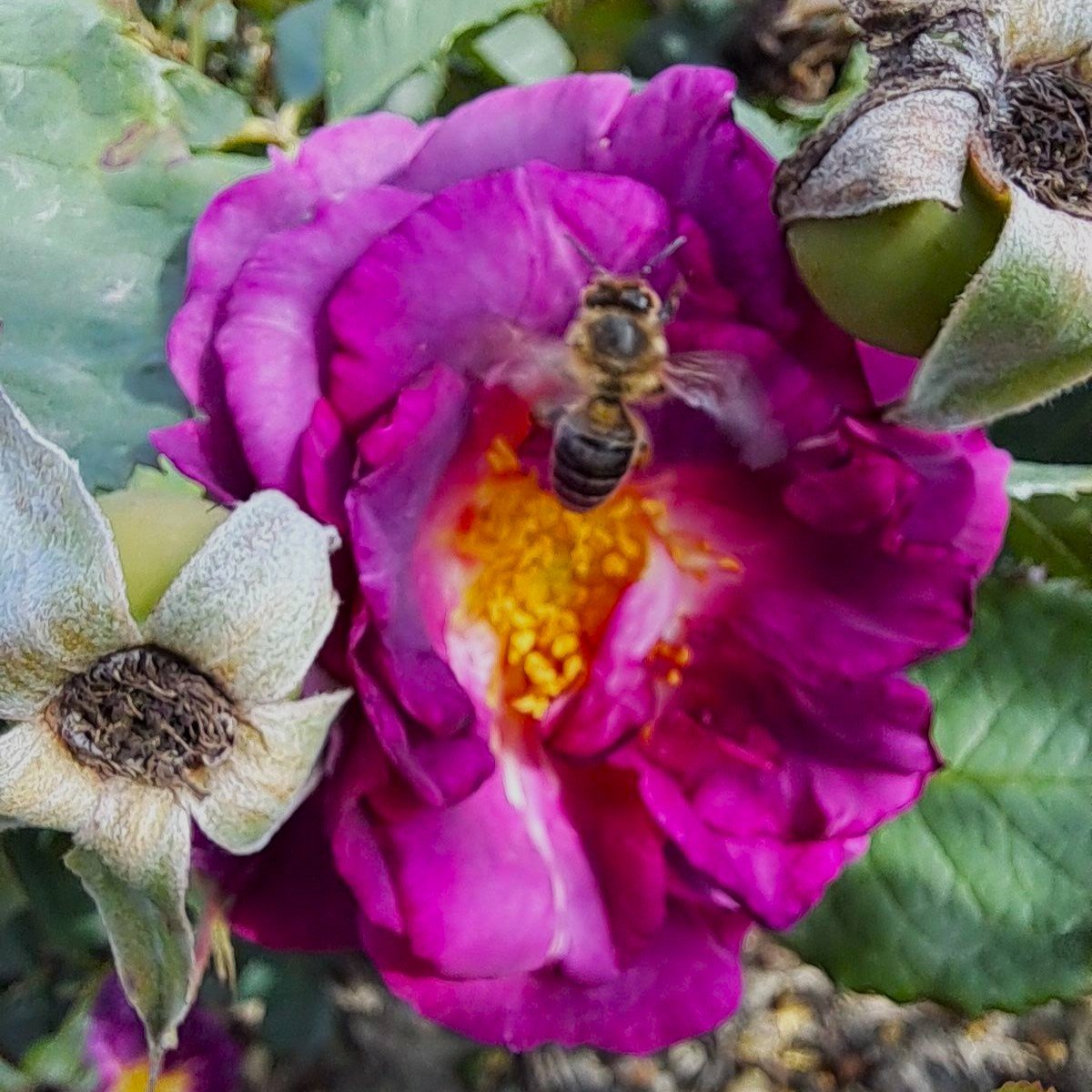 Drakula plikomis šaknimis - Image 2