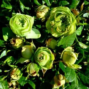 Zielony Walijski/Welsh Green Dragon plikomis šaknimis