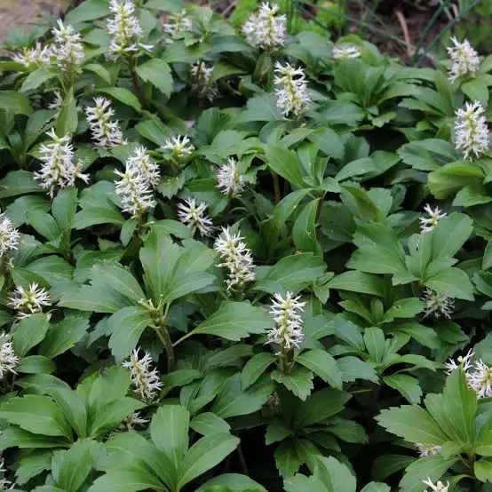 Pachisandra