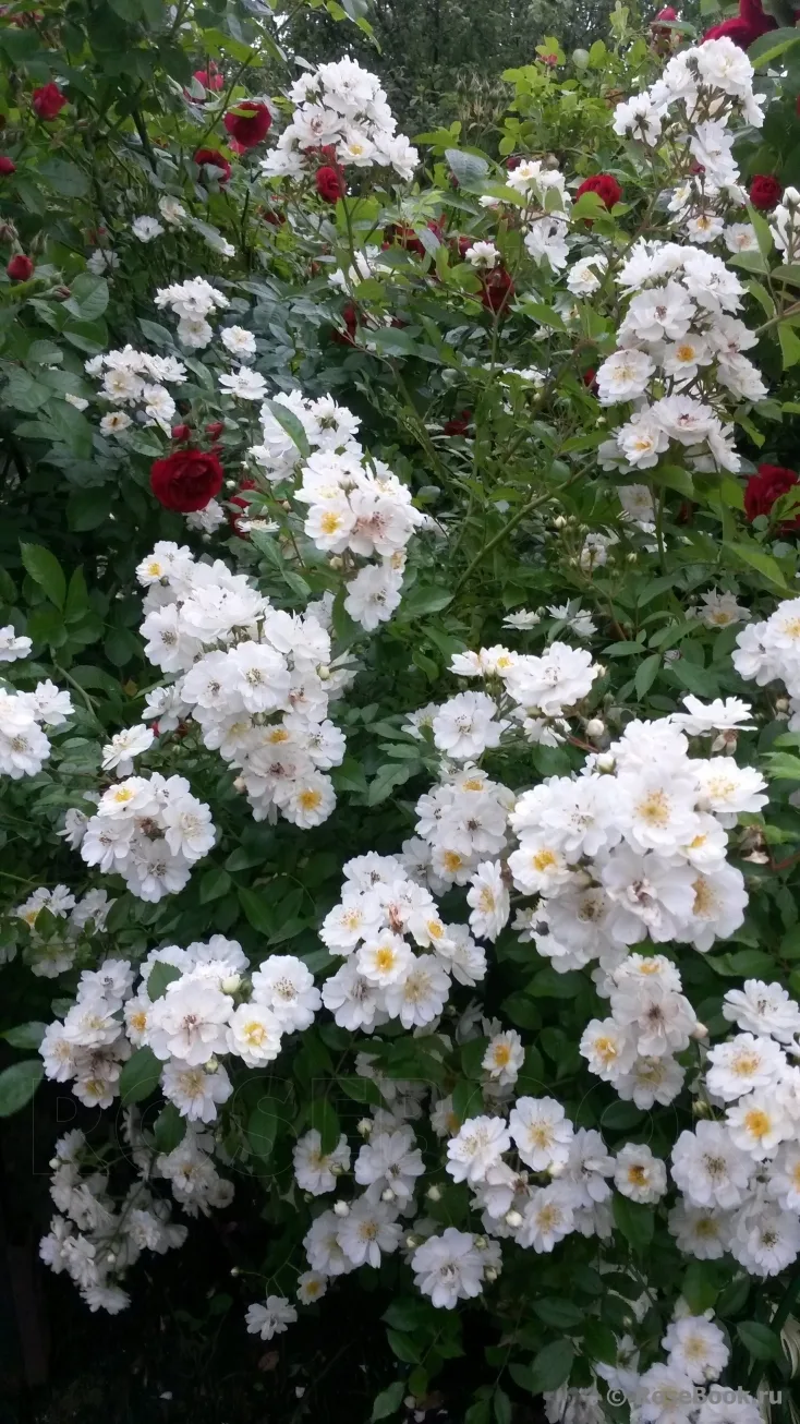 Guirlande d'Amour (Lenalbi) plikomis šaknimis