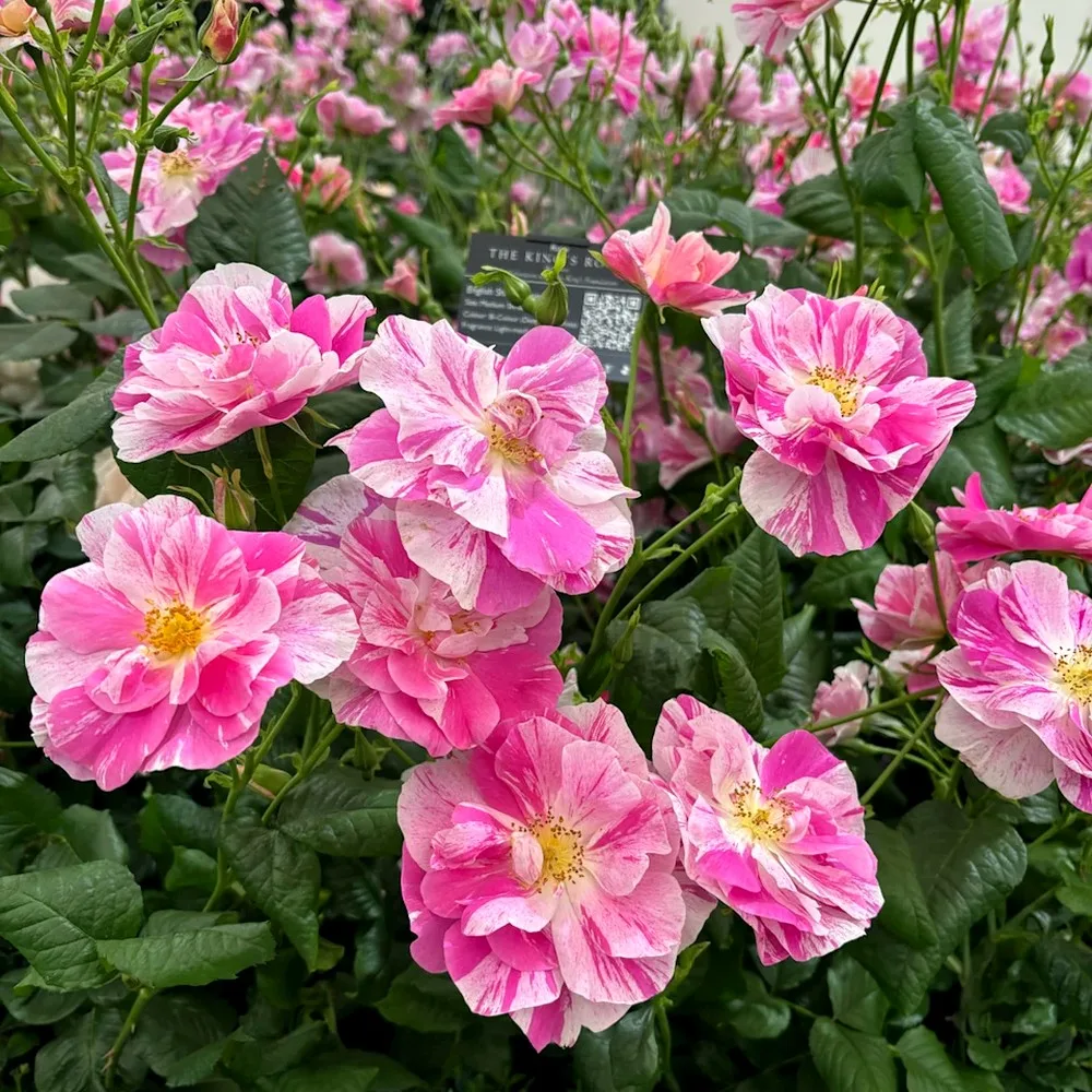 The King's rose plikomis šaknimis