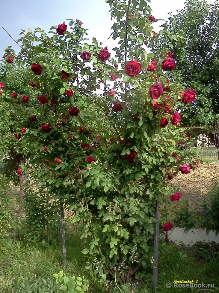Guinee plikomis šaknimis - Image 3