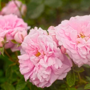 Ispahan (Pompon des Princes, Rose d'Ispahan) plikomis šaknimis