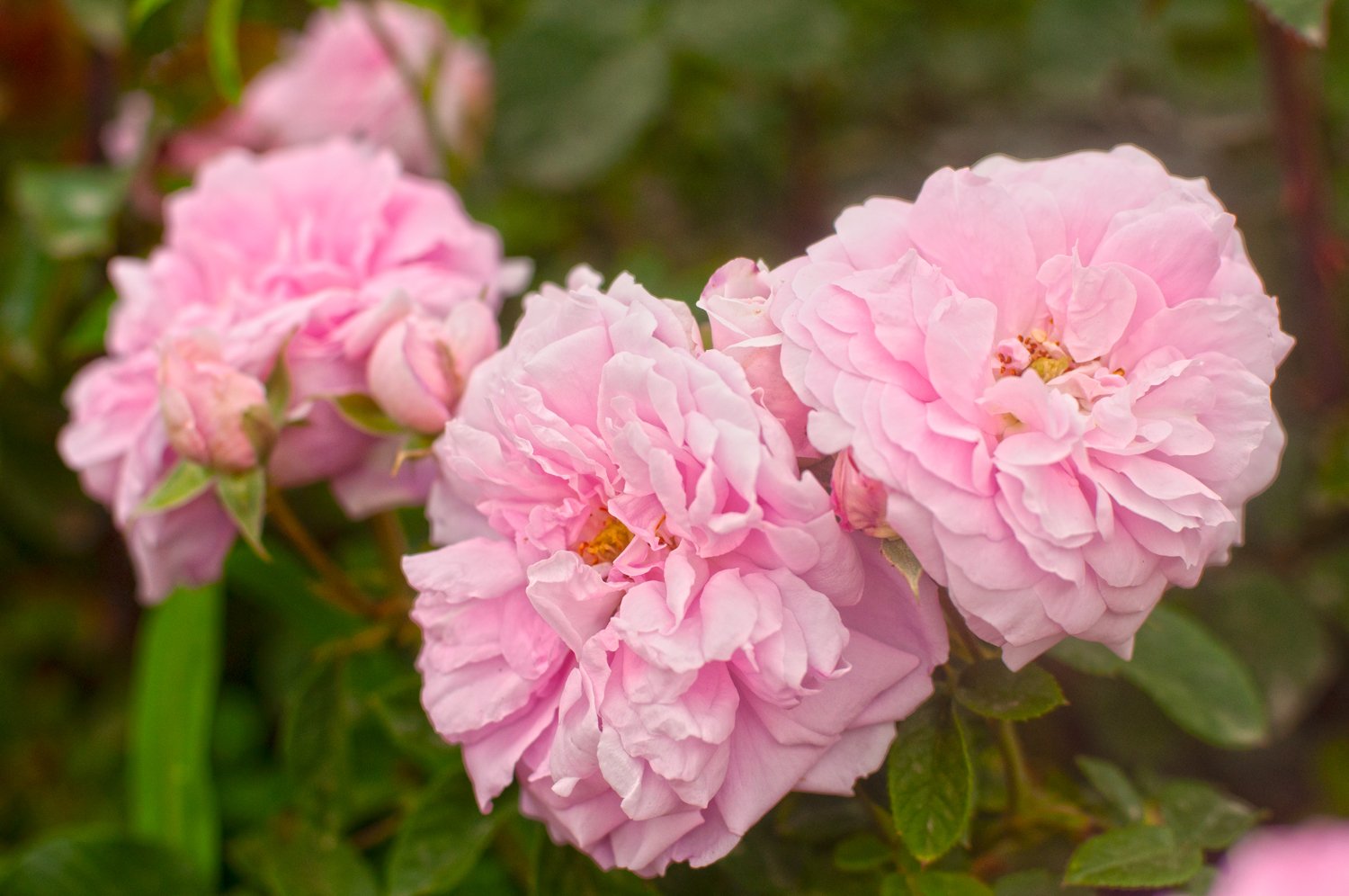 Ispahan (Pompon des Princes, Rose d'Ispahan) plikomis šaknimis, siuntimas nuo spalio pabaigos