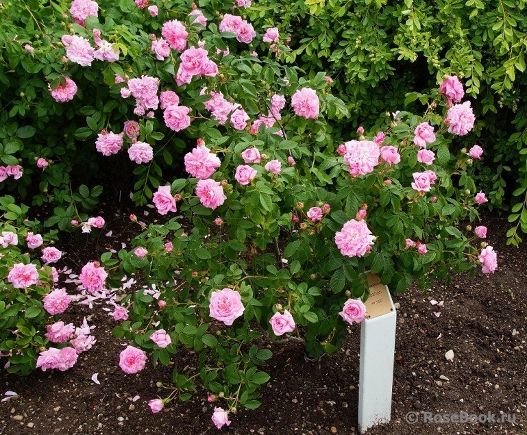 Ispahan (Pompon des Princes, Rose d'Ispahan) plikomis šaknimis, siuntimas nuo spalio pabaigos - Image 2