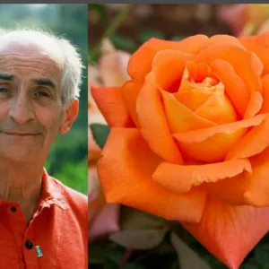 Louis de Funes plikomis šaknimis
