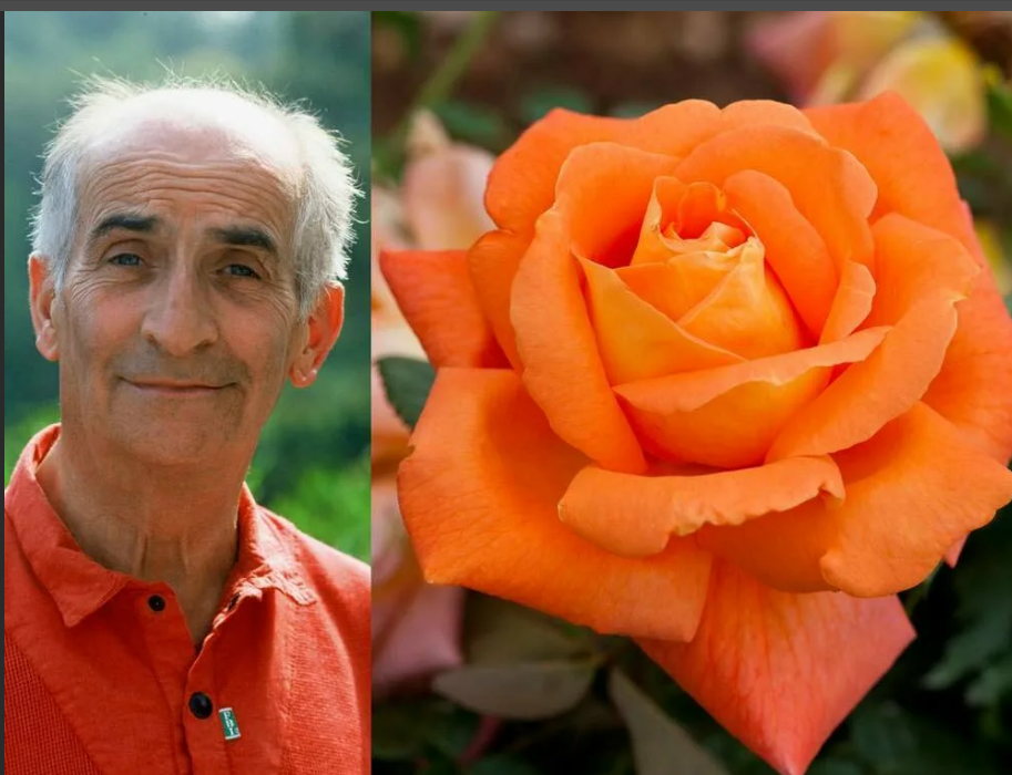 Louis de Funes plikomis šaknimis, siuntimas nuo spalio pabaigos