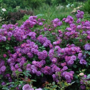 Purple Skyliner plikomis šaknimis