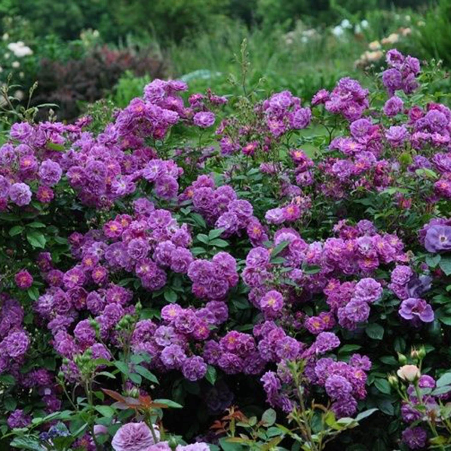 Purple Skyliner plikomis šaknimis